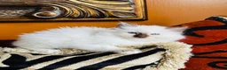 Ragdoll cats for sale: Ragdoll kittens  - Advert 8