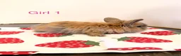 Mini Lion Lop rabbits for sale: Ready to leave 02/09/2026 - Advert 10