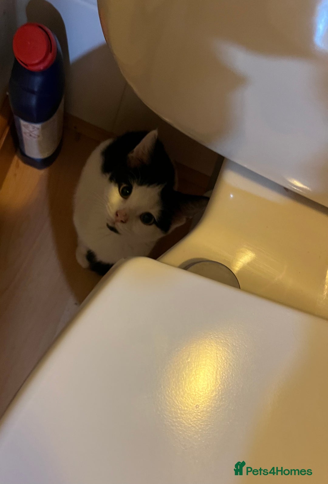 Mixed Breed cats for adoption: Pongo the rescue kitten needs new home - Image 2