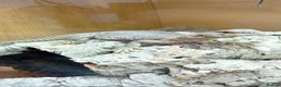 Lizard reptiles for sale: Egyptian uromastyx  - Advert 4