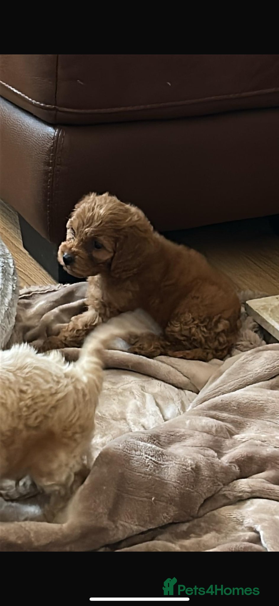 Cockapoo dogs for sale: Cockapoo puppies in Aberdeen - Advert 11