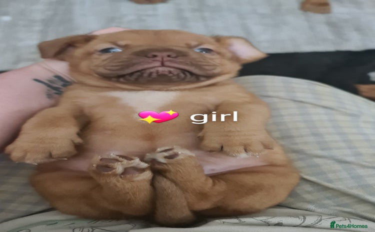 Dogue De Bordeaux dogs - Advert 3