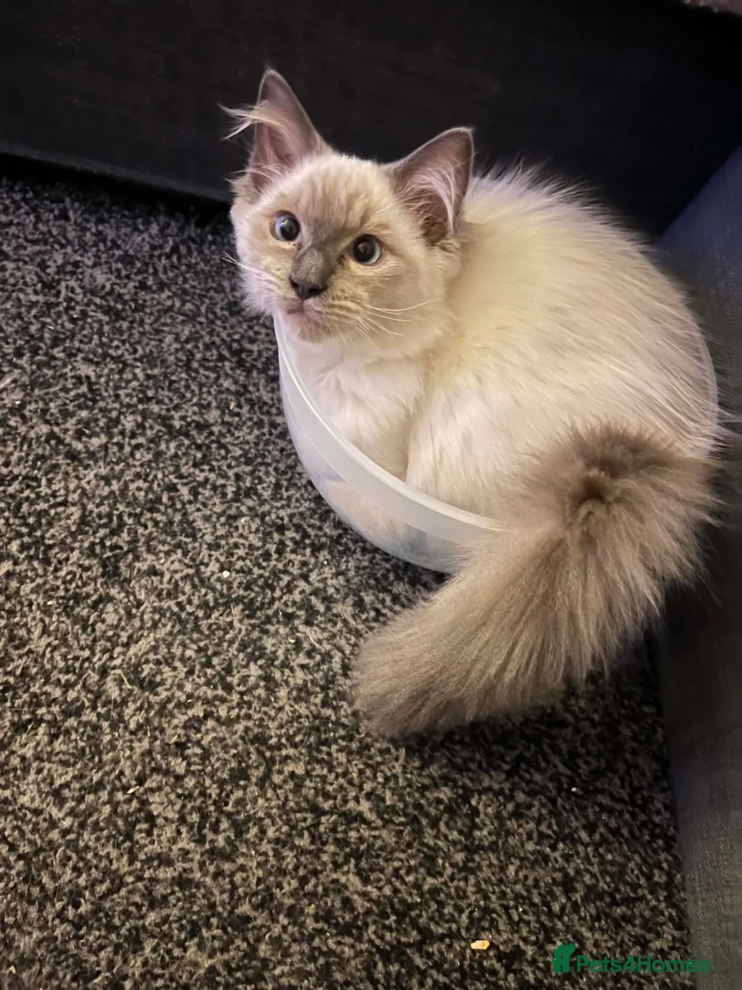Ragdoll cats for sale: GCCF Blue Point Ragdoll Boys Ready Now - Advert 1