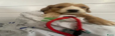 Cockapoo 1