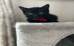 Mixed Breed cats for sale: Kitten British blue x pure black Tom cat - Image 4
