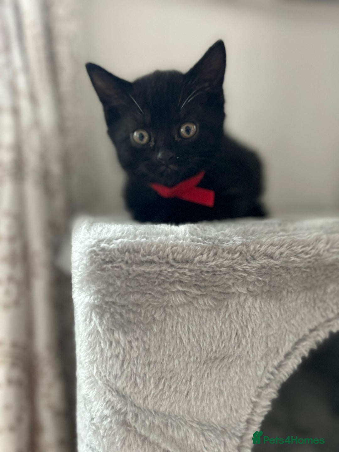 Mixed Breed cats for sale: Kitten British blue x pure black Tom cat - Image 4
