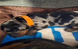 Dachshund dogs for sale: Beautiful Dachshund Puppies - Image 17