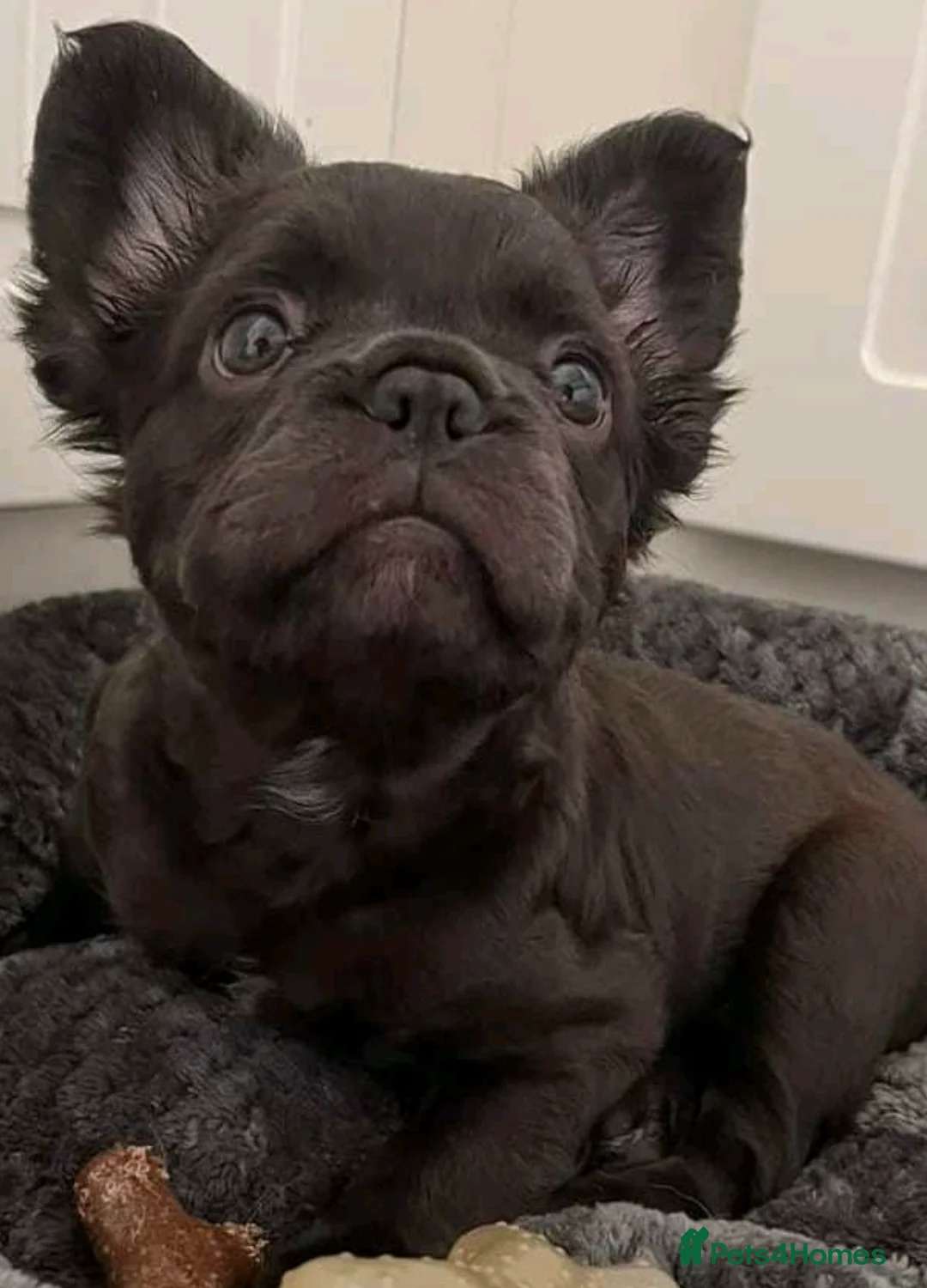 French Bulldog dogs for stud: Rfg tested aa lilac quad fluffy carrying testable in Sheffield - Advert 26