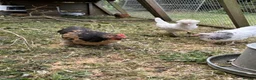 Chickens poultry for sale: Pekin Bantam  in Bury Saint Edmunds - Advert 5