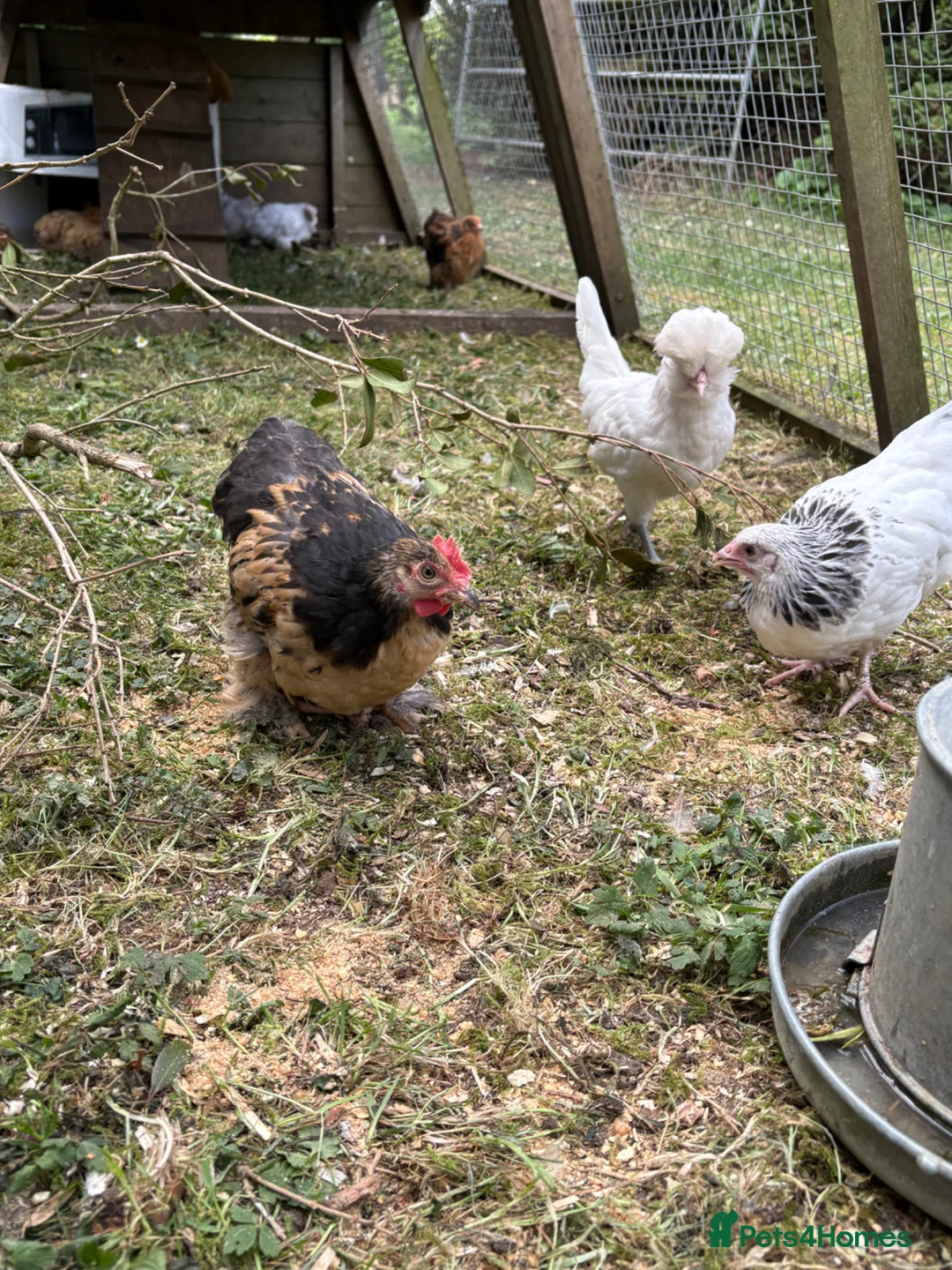 Chickens poultry for sale: Pekin Bantam  in Bury Saint Edmunds - Advert 5