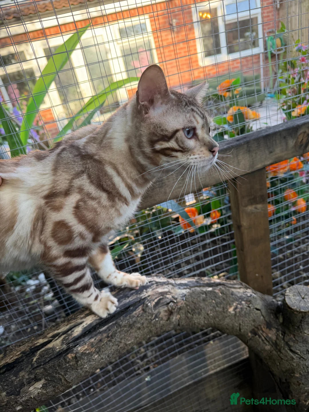 Bengal cats for stud: GCCF & TICA Registered Snow Bengal for Stud - Advert 9