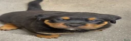 Rottweiler dogs for sale: Rottweiler pups looking for homes  - Advert 7