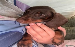 Dachshund dogs for sale: 1x puppy Dachshund - Image 2