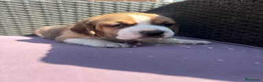 Beagle Puppy 1