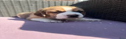 Beagle dogs for sale: Stunning Beagle puppies  - Advert 24