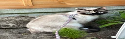 Mixed Breed cats for sale: Persian x british longhaired boy - Advert 5