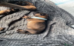 German Shepherd dogs for sale: This gorgeous boy needs a chance  - Image 3