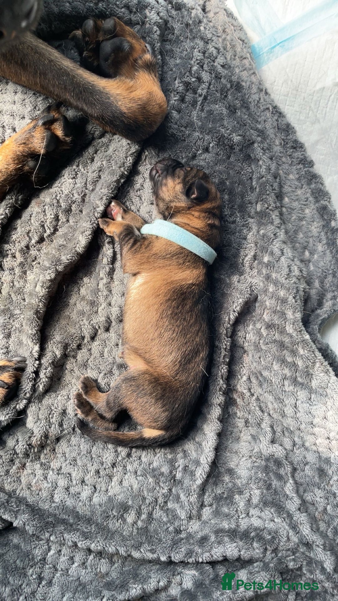 German Shepherd dogs for sale: This gorgeous boy needs a chance  - Image 3