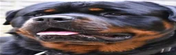 Rottweiler dogs for sale: KC Registered Rottweiler Puppies - Advert 8