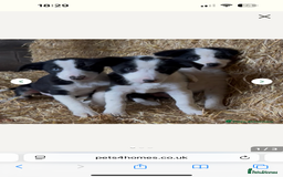 Border Collie dogs for sale: Border collie puppy for sale  - Image 5