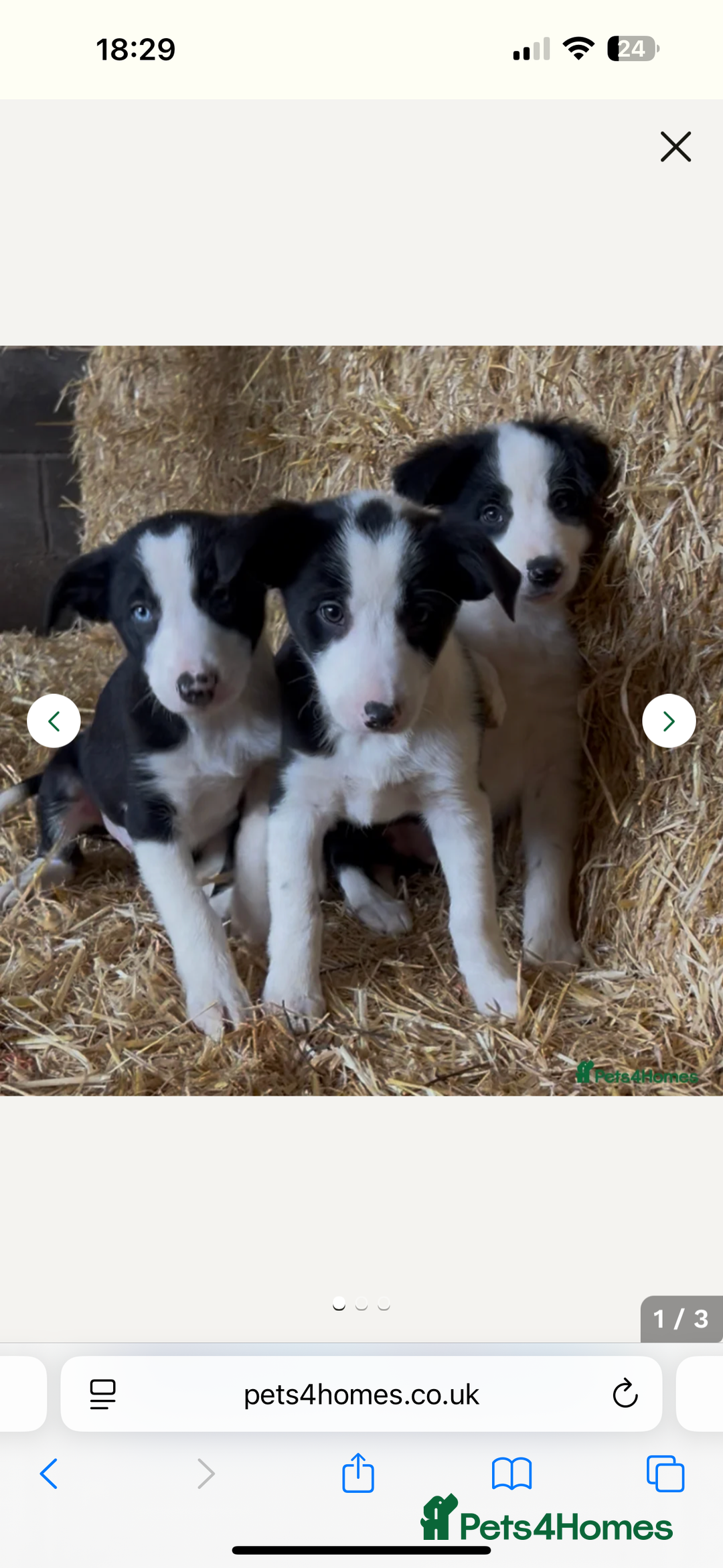 Border Collie dogs for sale: Border collie puppy for sale  - Image 5