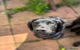 Cocker Spaniel dogs for sale: Super strong Kc registered working cocker spaniel  - Image 5