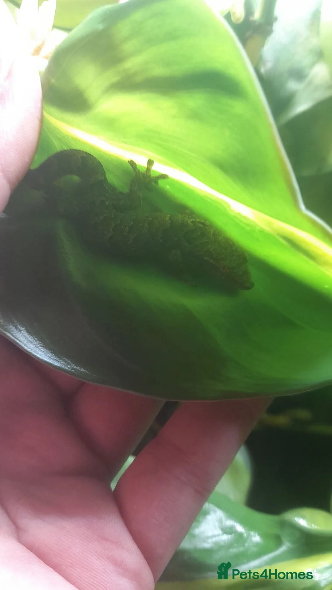 Gecko reptiles for sale: Mourning geckos. - Advert 13