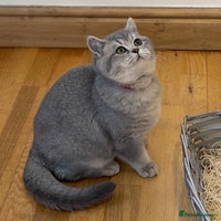 British Shorthair cats 🚨One Girl Ready to leave 🚨GCCF British Shorthair - Advert 13