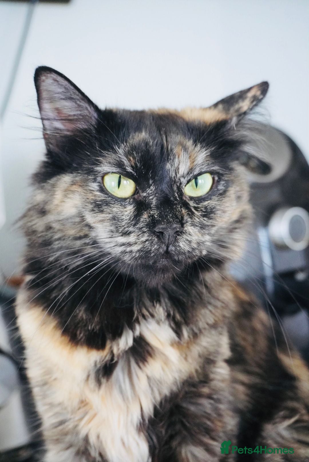 Ragdoll cats for sale: Ragdoll x Siberian mix - Advert 2