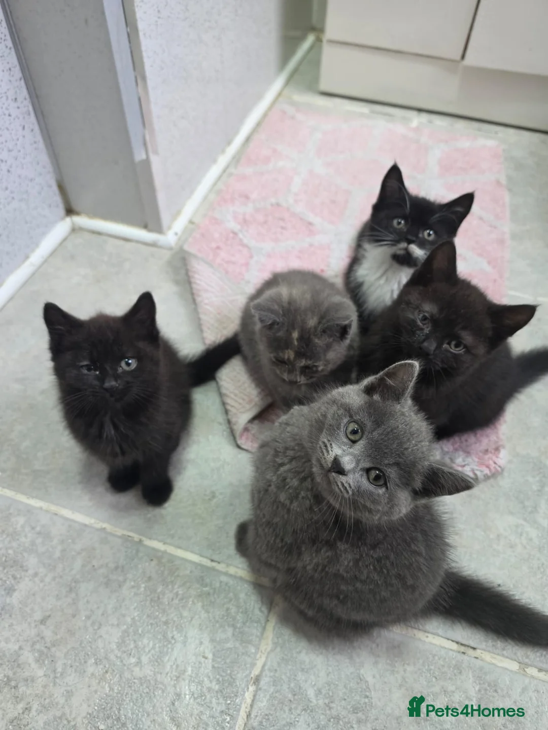 Mixed Breed cats for sale: BRITISH SHORTHAIR X MAINCOON  - Advert 2
