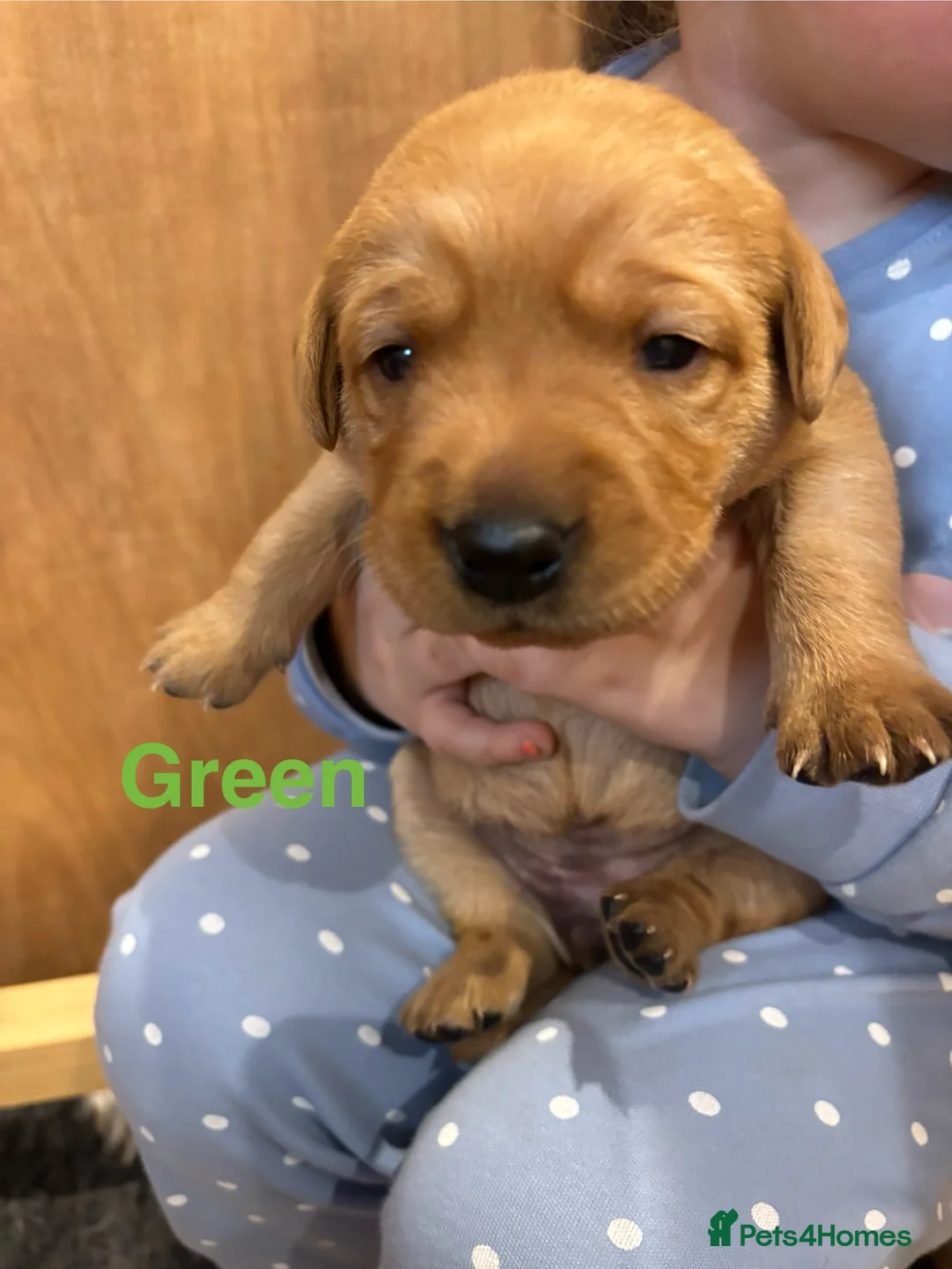 Labrador Retriever dogs for sale: Beautiful Labrador Puppies - Advert 20