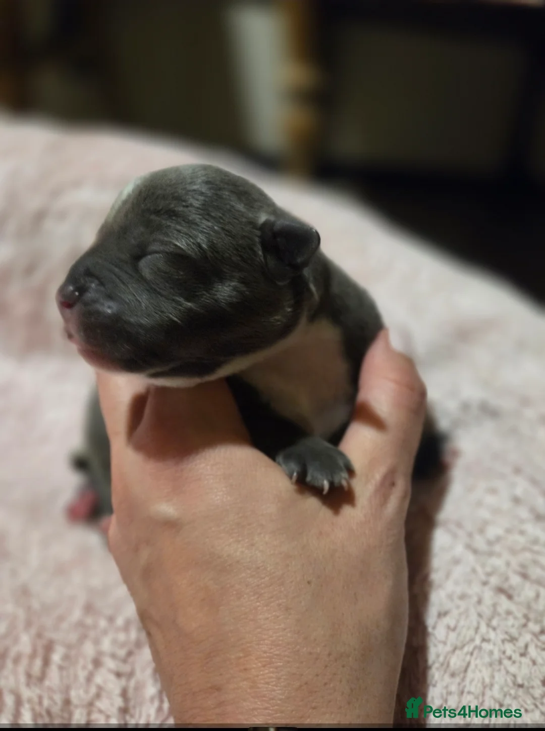 Staffordshire Bull Terrier dogs for sale: KC Reg Staffordshire Bull terrier puppies  - Advert 7