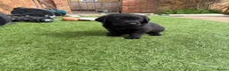 Labrador Retriever dogs for sale: Puppies for sal in Slough - Advert 4