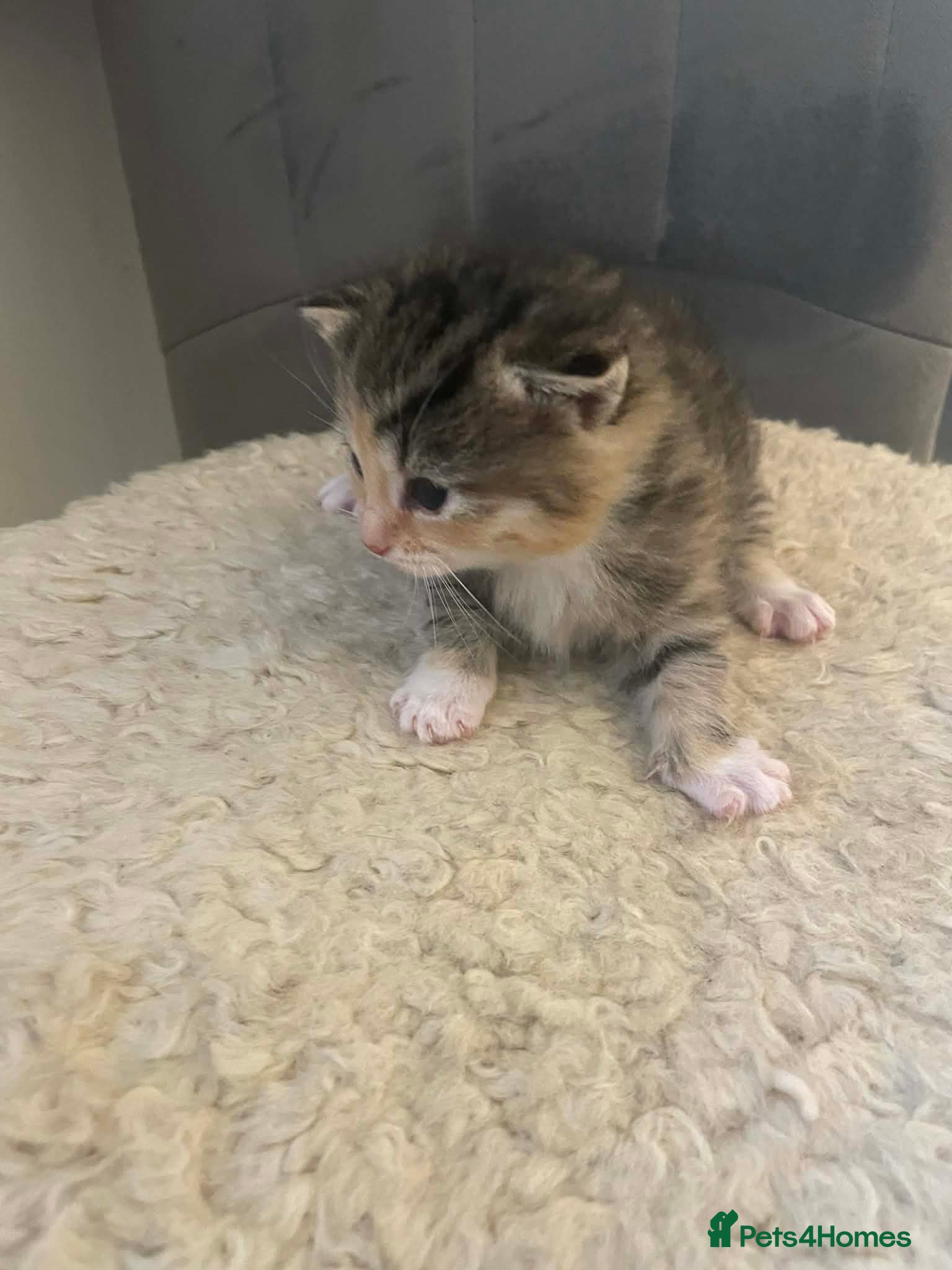 Bengal cats Part bengal kittens  - Advert 2