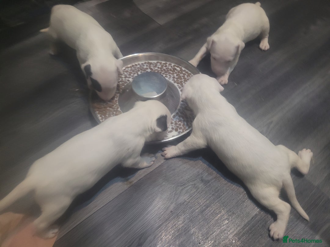 English Bull Terrier dogs for sale: The last 2x EBT Babies... - Image 12