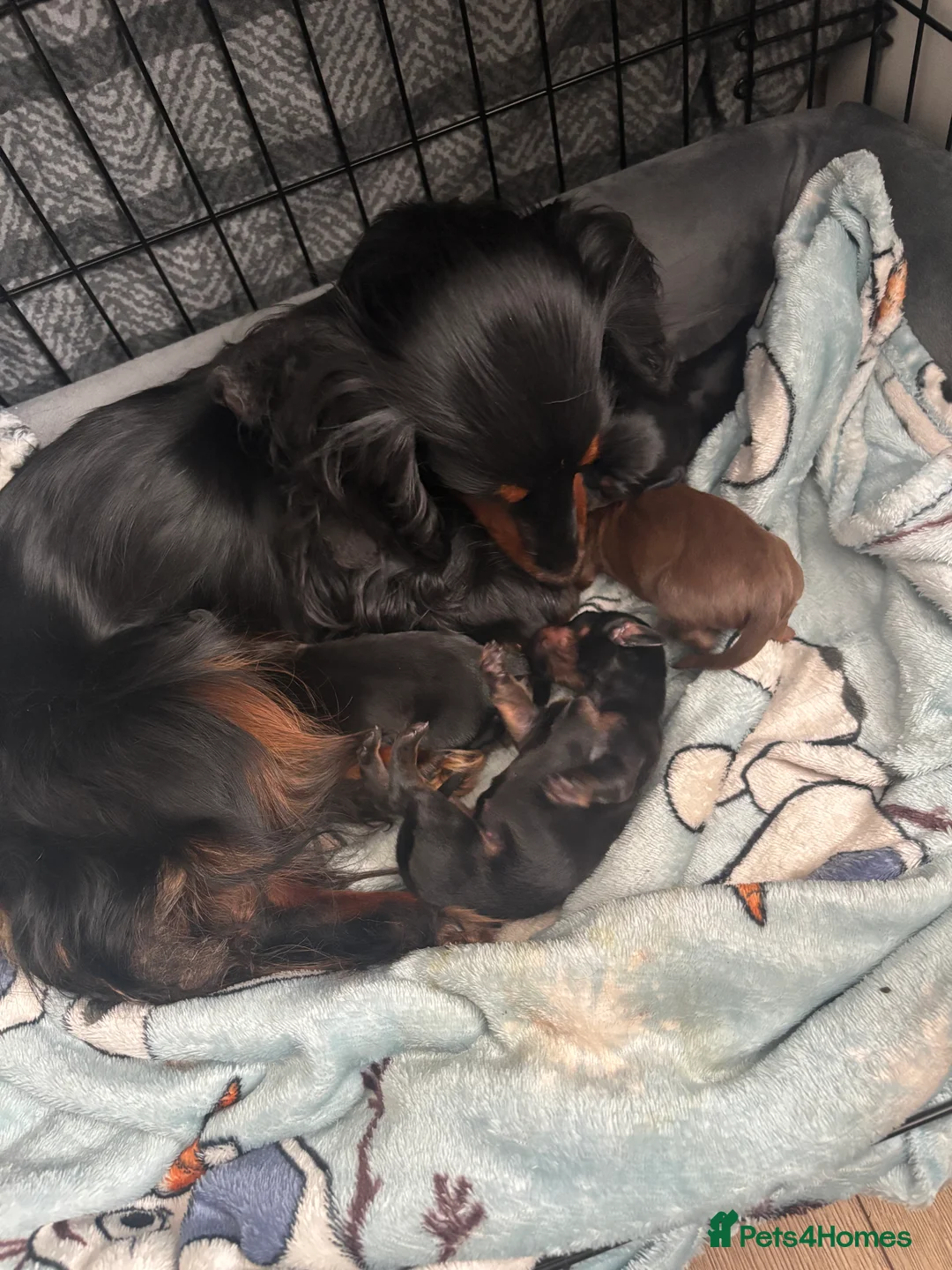 Dachshund dogs for sale: Dachshund puppies in Stourbridge - Advert 2