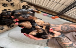 Yorkshire Terrier dogs for sale: ❤️Last girl available Miniature yorkshire terrier - Image 6
