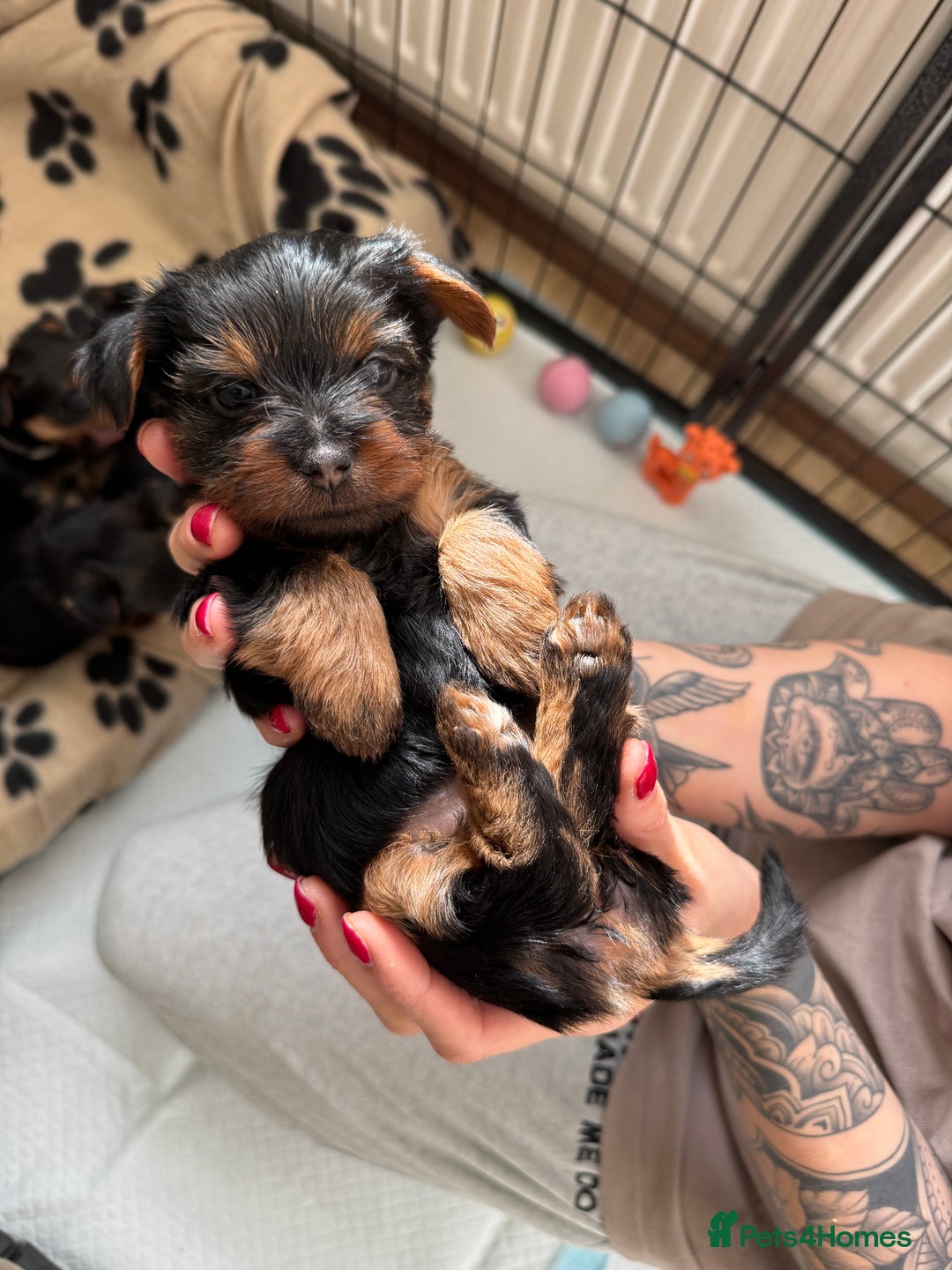 Yorkshire Terrier dogs for sale: ❤️Last girl available Miniature yorkshire terrier - Image 6