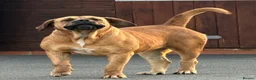 Boerboel dogs for sale: 🐾 BOERBOEL PUPPIES – UPCOMING LITTER 🐾 - Advert 4