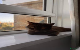 British Shorthair cats for sale: 🐾 Purebred British Shorthair Female Solid Choco - Image 2
