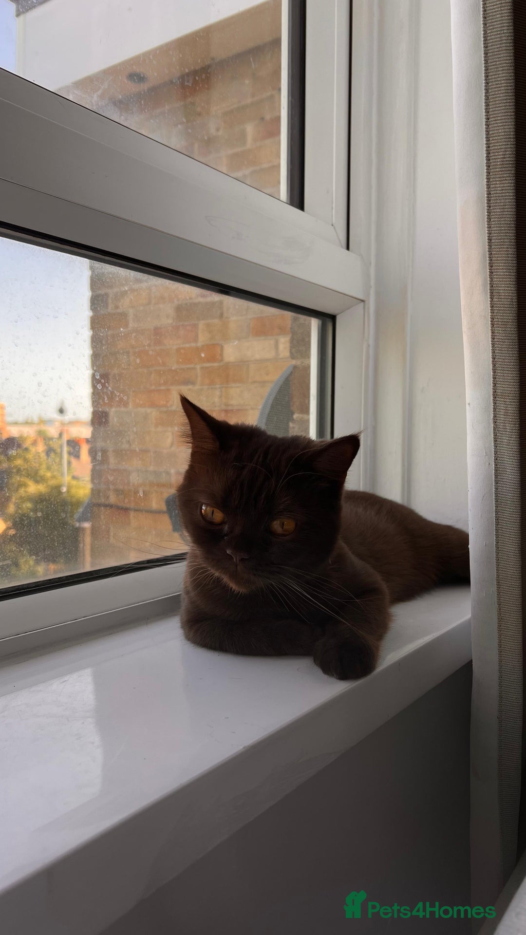 British Shorthair cats for sale: 🐾 Purebred British Shorthair Female Solid Choco - Image 2