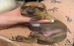 Mixed Breed dogs for sale: Schweenie pups  - Image 11