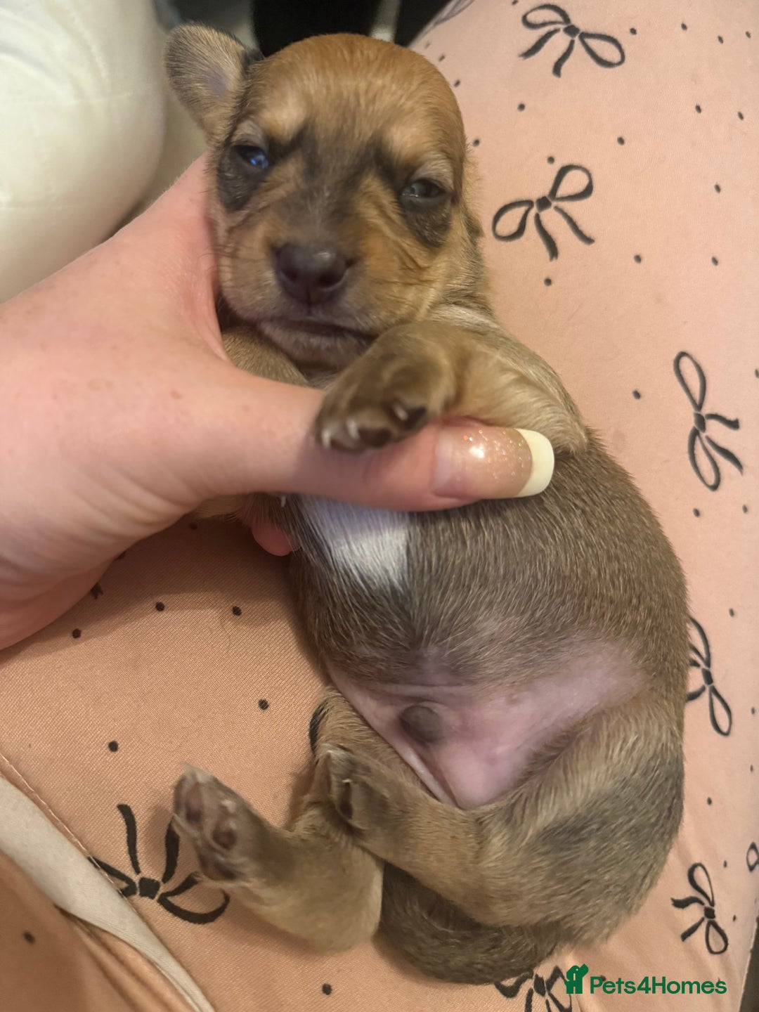 Mixed Breed dogs for sale: Schweenie pups  - Image 11