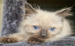 Ragdoll cats for sale:  FIFe Registered Ragdoll Kittens Champion Line - Image 27