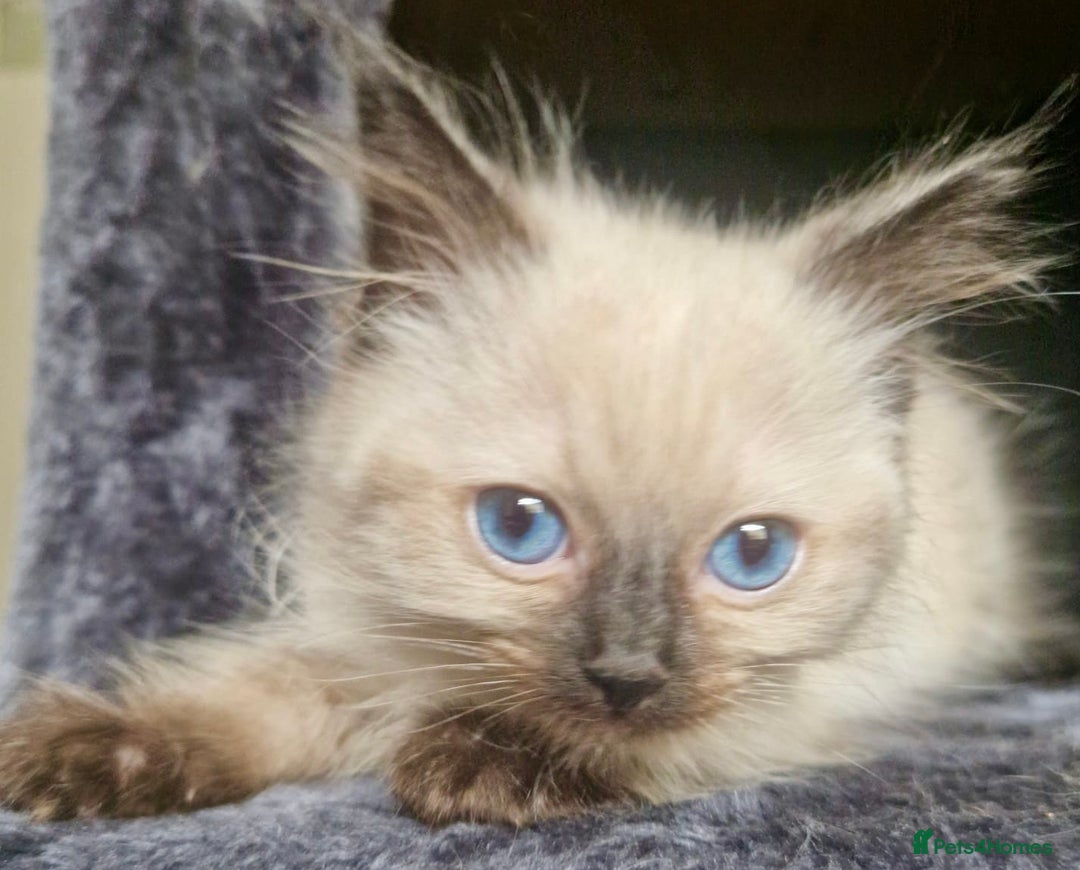 Ragdoll cats for sale:  FIFe Registered Ragdoll Kittens Champion Line - Image 27