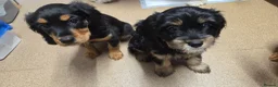 Cavapoo dogs for sale: Cavalier king Charles puppies 9 weeks old in Littlehampton - Advert 5