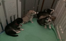 Siberian Husky dogs for sale: Gorgeous husky pups - Image 10