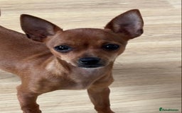 Chihuahua dogs for sale: ** chihuahua  - Image 1