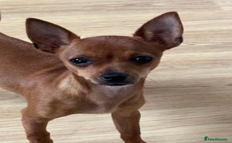 Chihuahua dogs - Advert 1