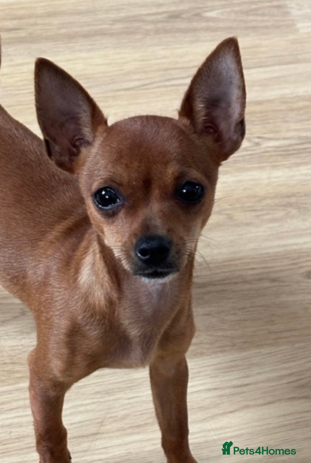 Chihuahua dogs for sale: ** chihuahua  - Image 1